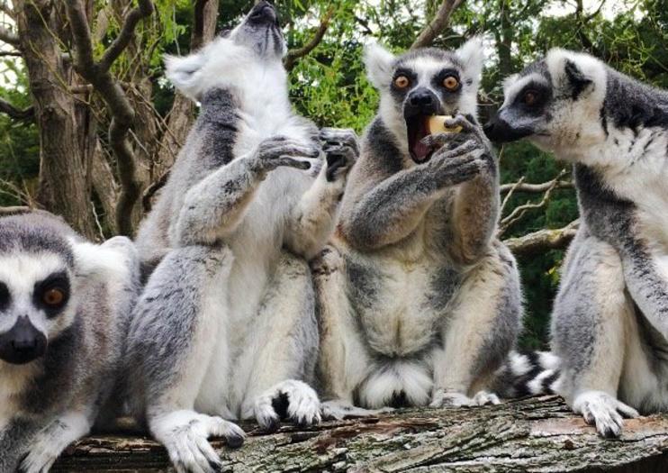 Naples Zoo (Lo Zoo di Napoli)